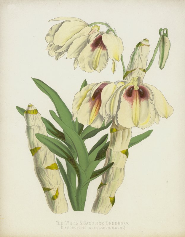 Den hvide og sanguine dendrobe, Dendrobium Albosanguineum af English School