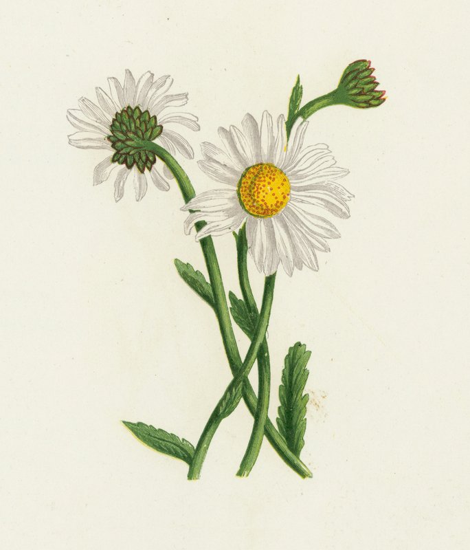 Hvid okseøje, Chrysanthemum Leucanthemum af English School