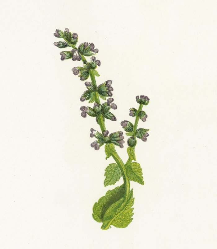 Vild engelsk Clary, eller Sage, Salvia Verbenaca af English School