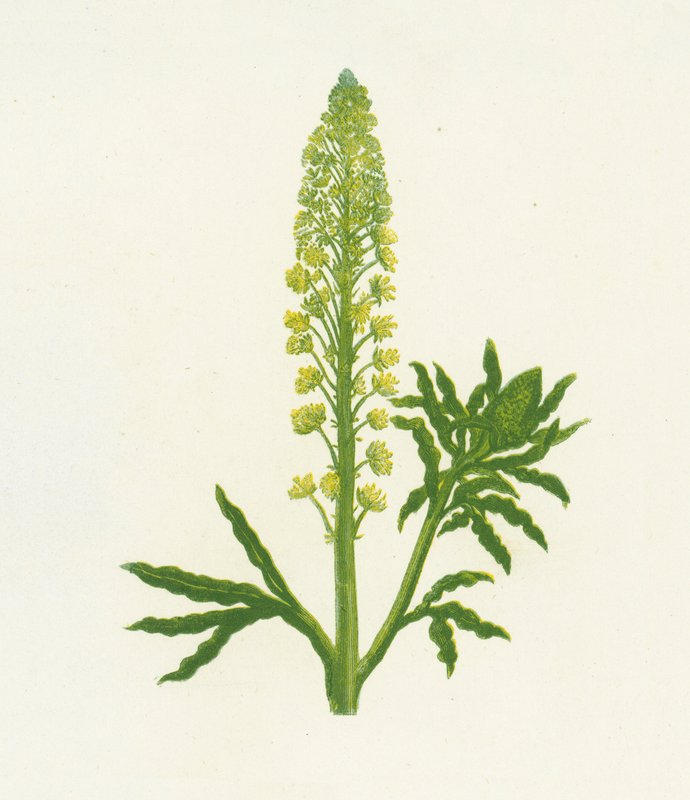 Vild Mignonette, Reseda Lutea af English School