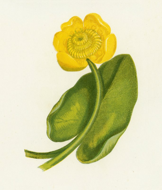 Gul vandlilje, Nuphar Lutea af English School