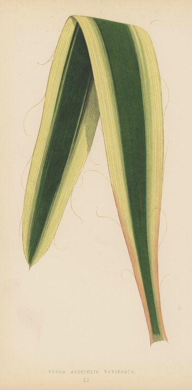 Yucca Aloifolia Variegata af English School