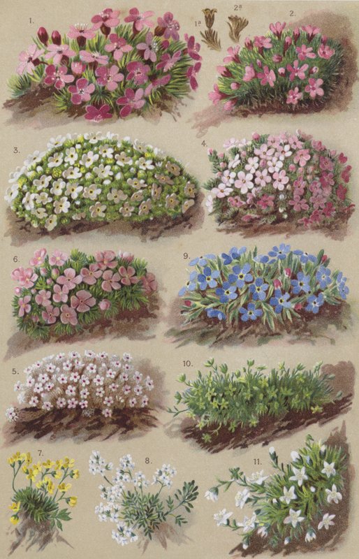 Alpine flora af European School