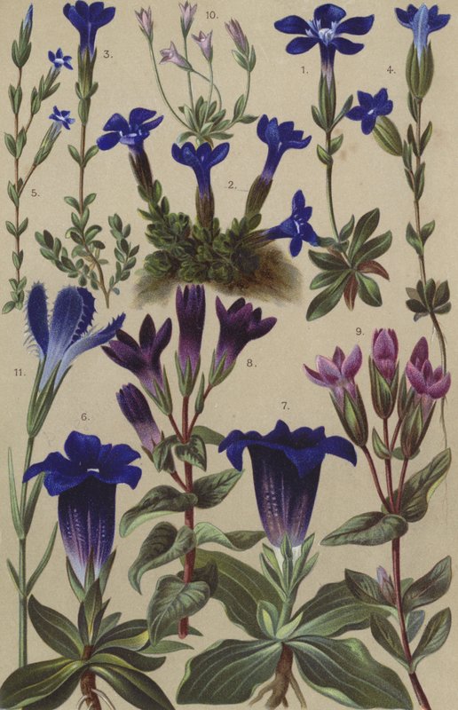 Alpine flora af European School
