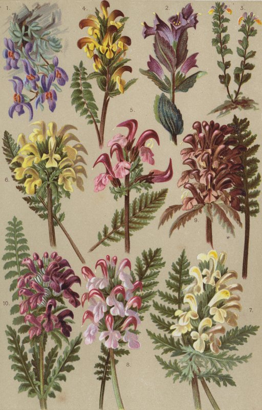 Alpine flora af European School