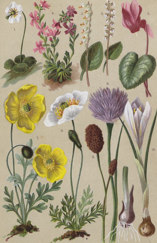 Alpine flora af European School