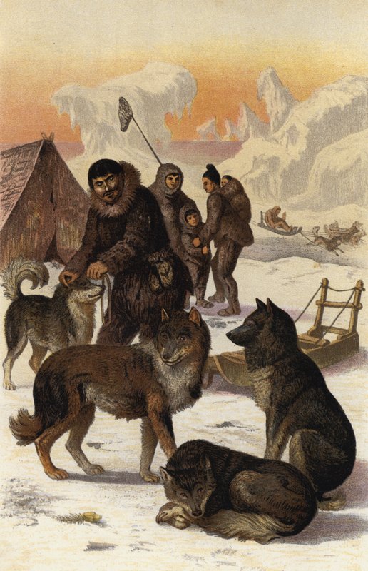 Eskimohund af European School