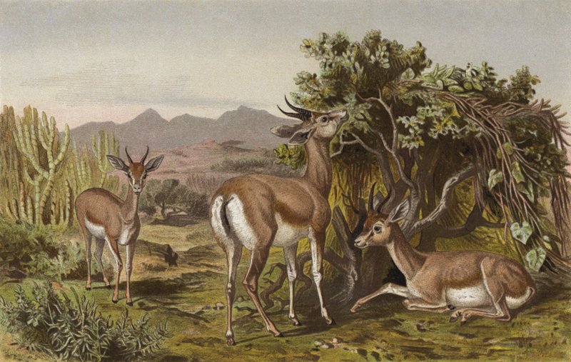 Gazelle af European School