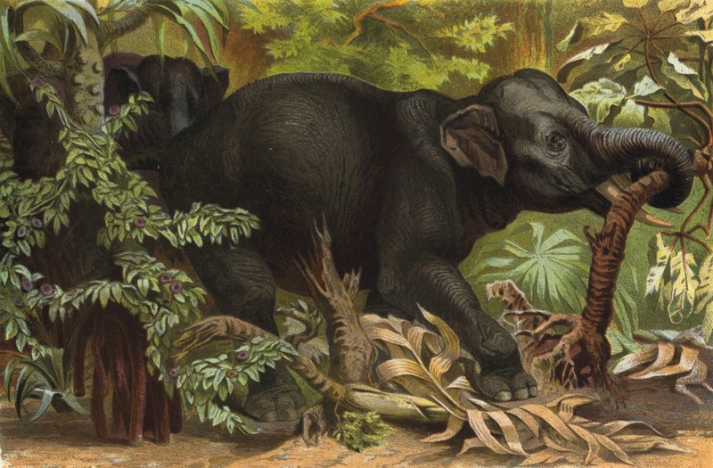 Indisk elefant af European School