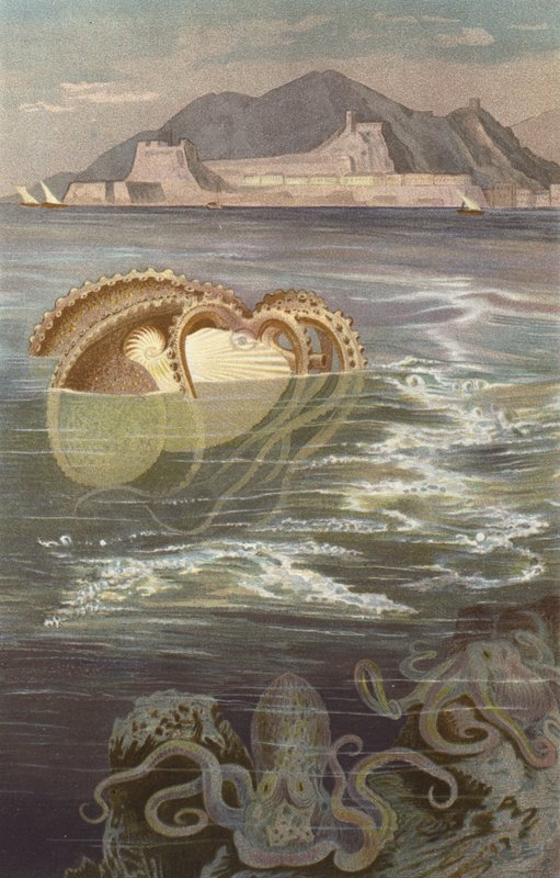 Papir-Nautilus af European School