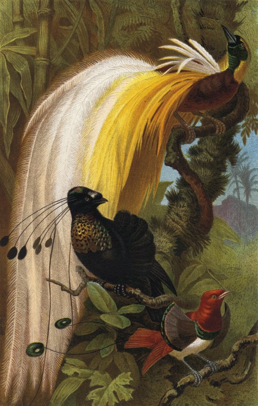 Paradiesvogel af European School