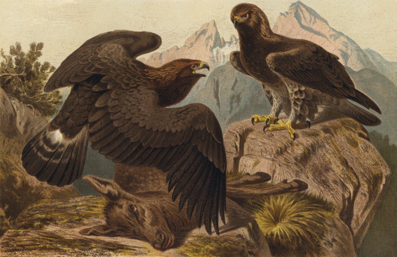 Steinadler af European School