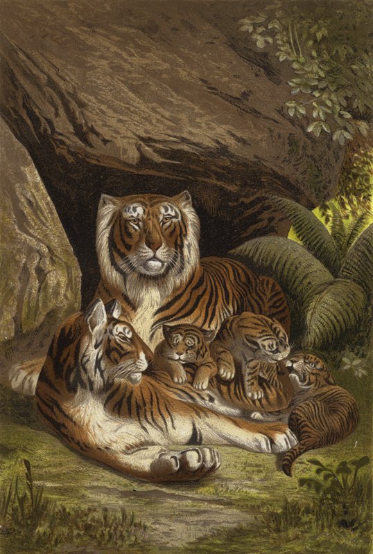 Tiger af European School