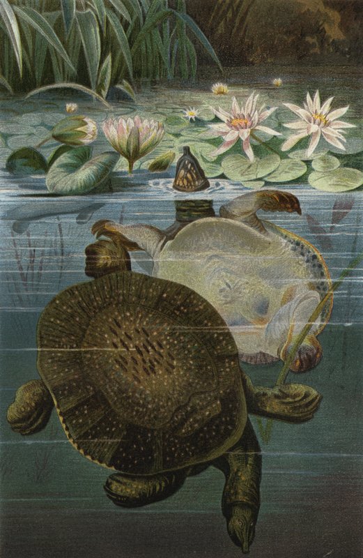Weichschildkrote  af European School