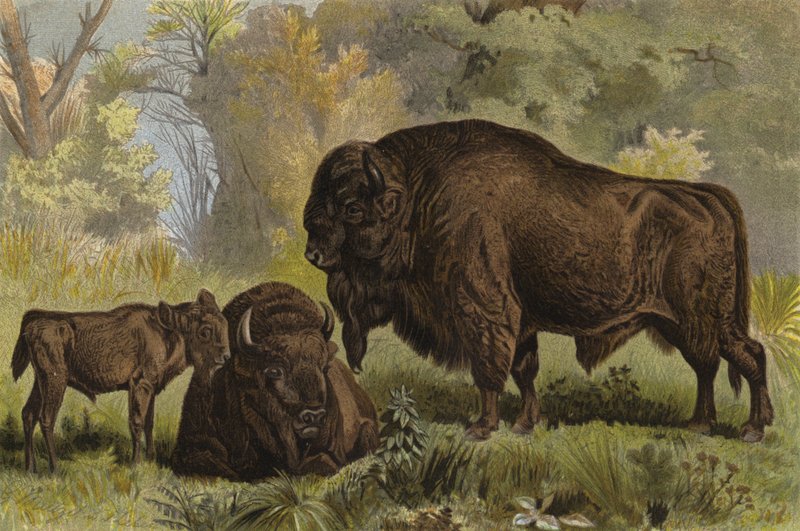 Wisent af European School