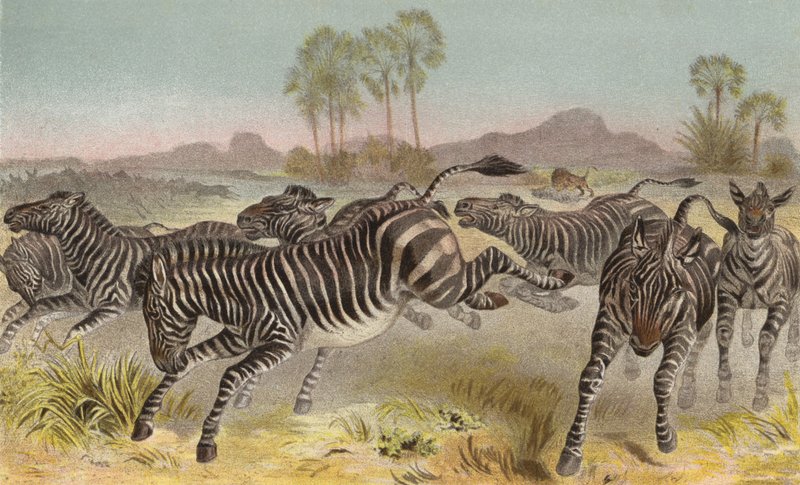 Zebra af European School