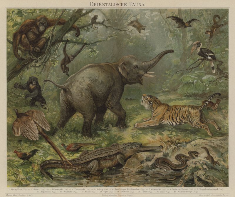 asiatisk fauna af German School