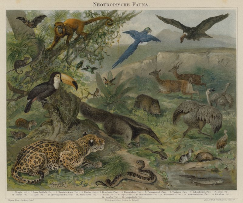 Neotropisk fauna af German School