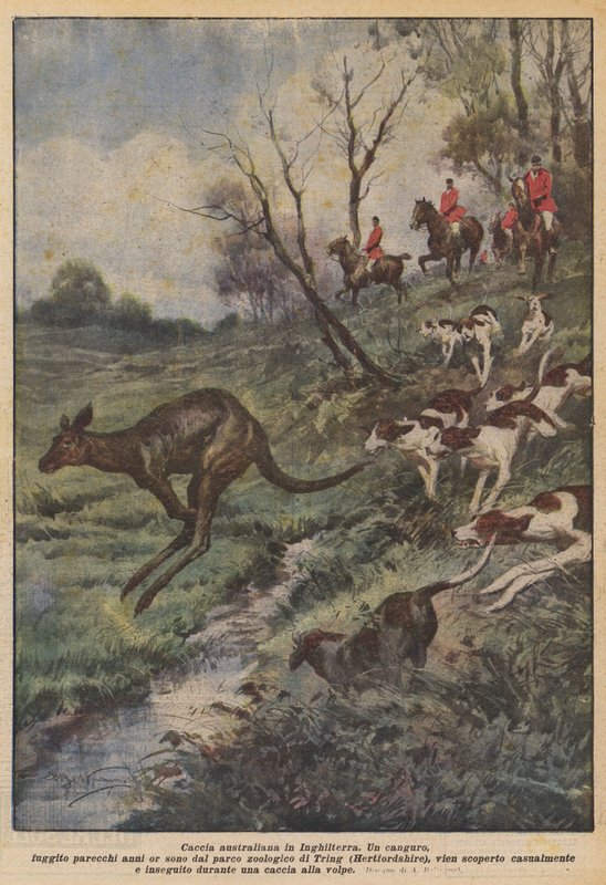 Australsk jagt i England af Achille Beltrame