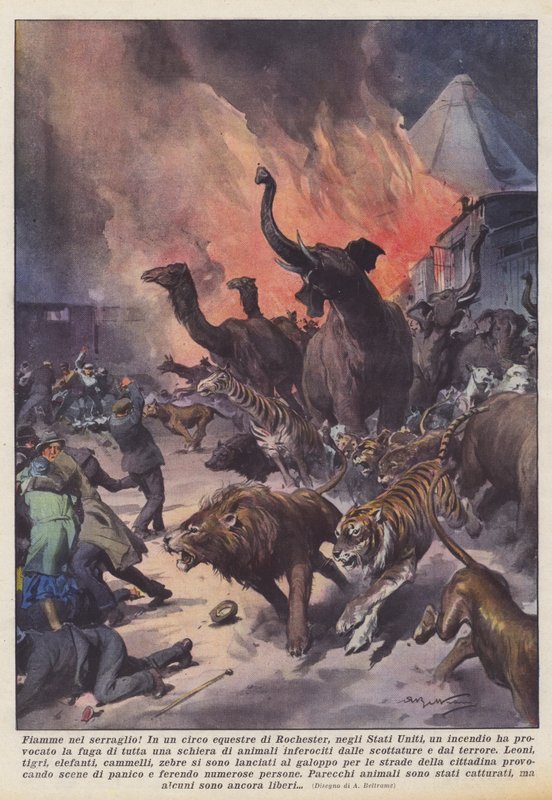 Flammer i menageriet! af Achille Beltrame