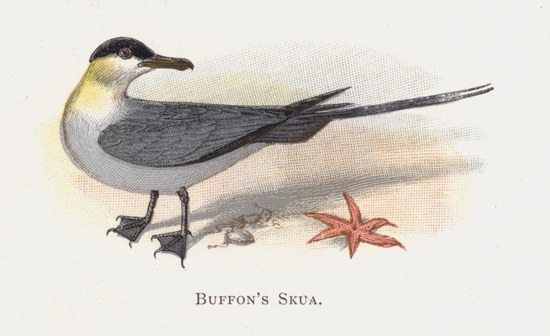 Buffons Skua af Alexander Francis Lydon