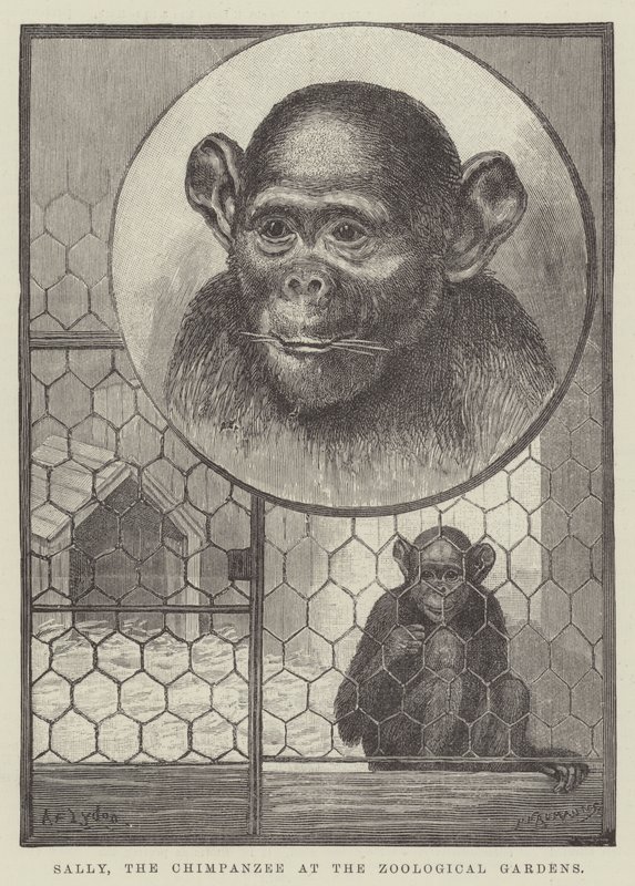 Sally, chimpansen i Zoologisk Have af Alexander Francis Lydon