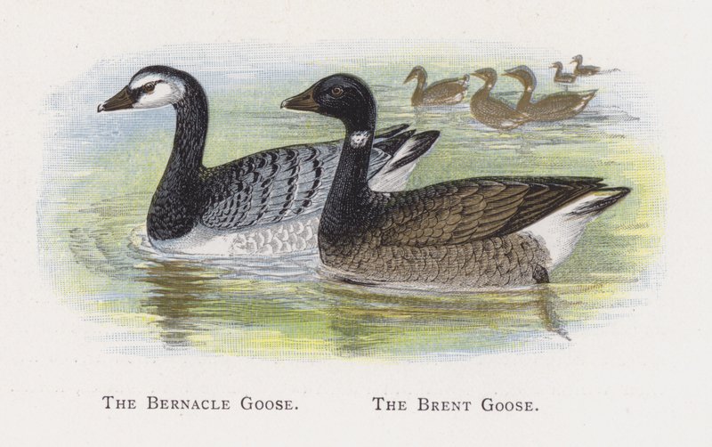 Bernacle Goose, The Brent Goose af Alexander Francis Lydon