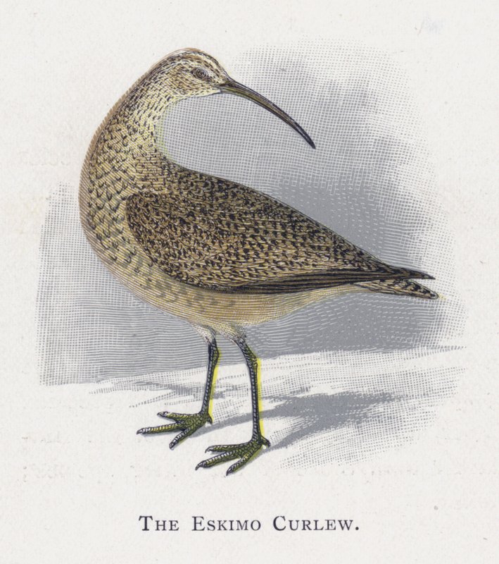 Eskimo Curlew af Alexander Francis Lydon
