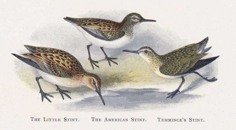 Den lille stint, den amerikanske stint, Temmincks stint af Alexander Francis Lydon