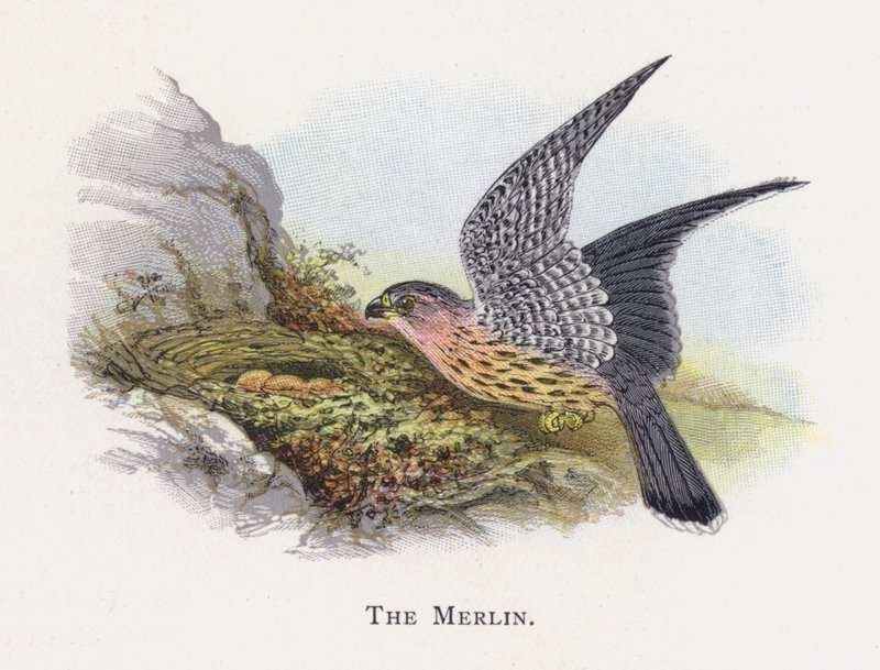 Merlin af Alexander Francis Lydon