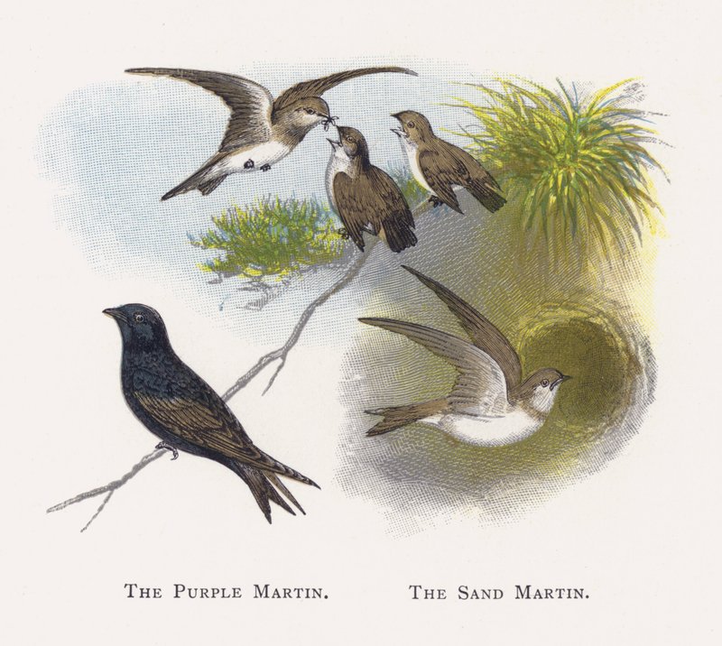 The Purple Martin, The Sand Martin af Alexander Francis Lydon