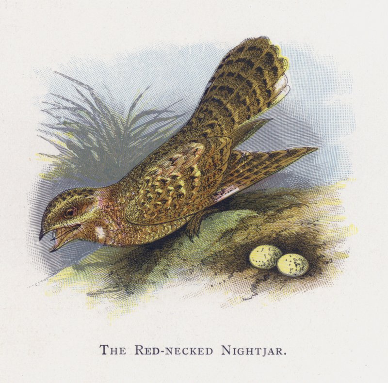 Den rødhalsede nattergal af Alexander Francis Lydon