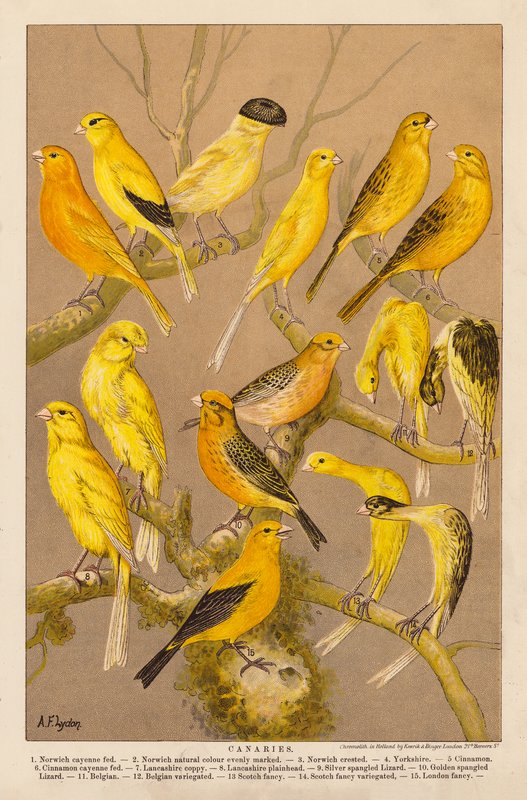 Kanariefugle (chromolitho) af Alexander Francis (after) Lydon