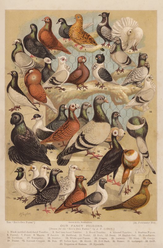 Duer (chromolitho) af Alexander Francis (after) Lydon