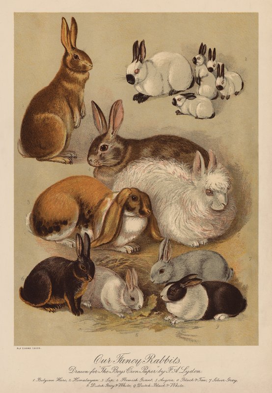 Kaniner (chromolitho) af Alexander Francis (after) Lydon