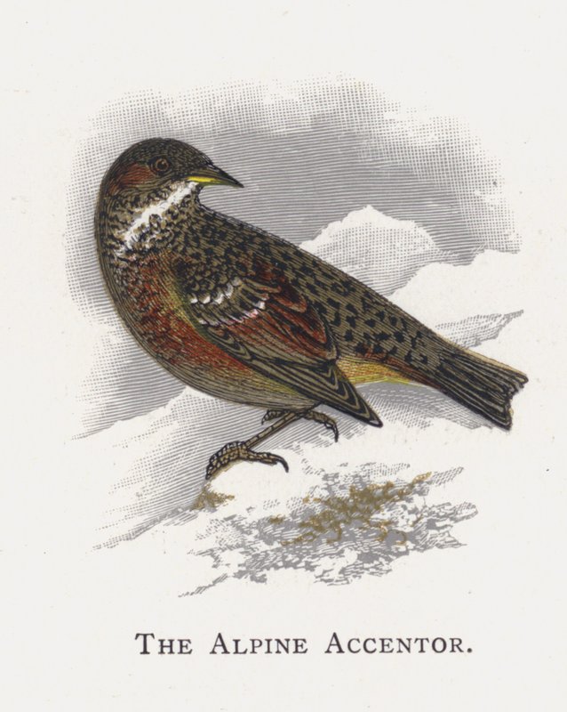 Alpine Accentor af Alexander Francis Lydon