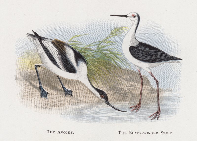 The Avocet, The Black-winged Stilt af Alexander Francis Lydon