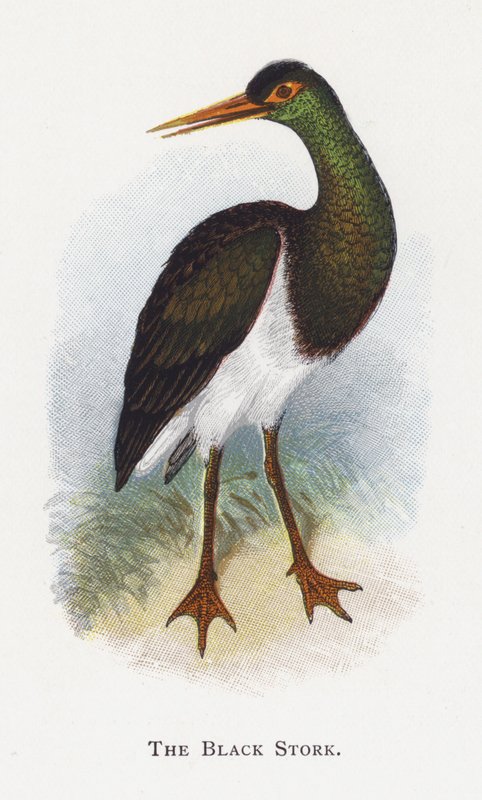 Den sorte stork af Alexander Francis Lydon