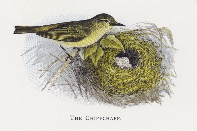 Chiffchaffen af Alexander Francis Lydon