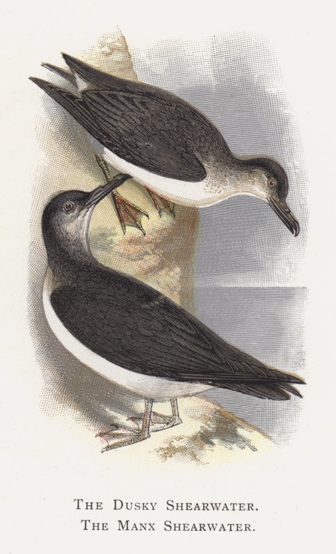 The Dusky Shearwater, The Manx Shearwater af Alexander Francis Lydon