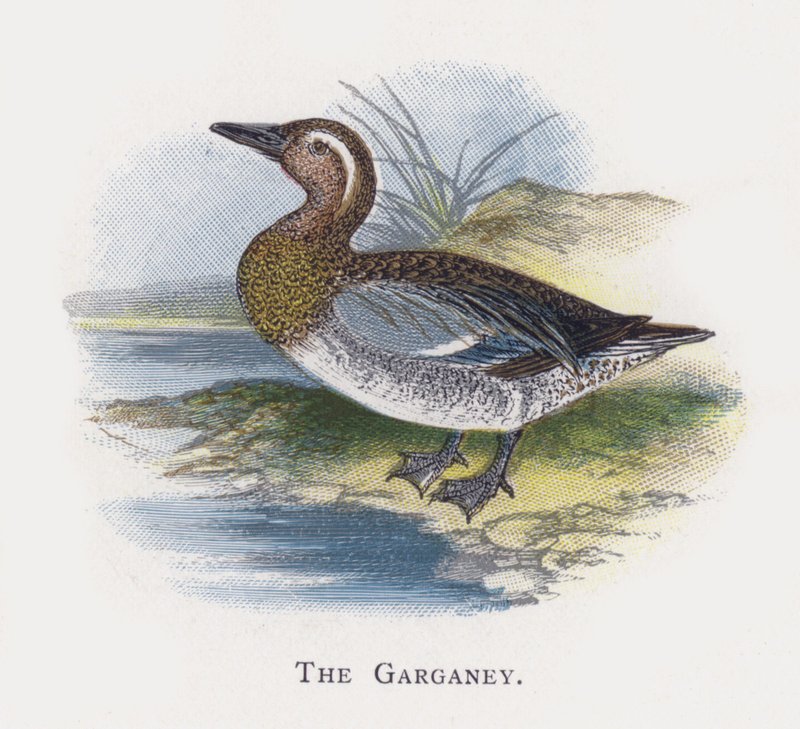 Garganeyen af Alexander Francis Lydon