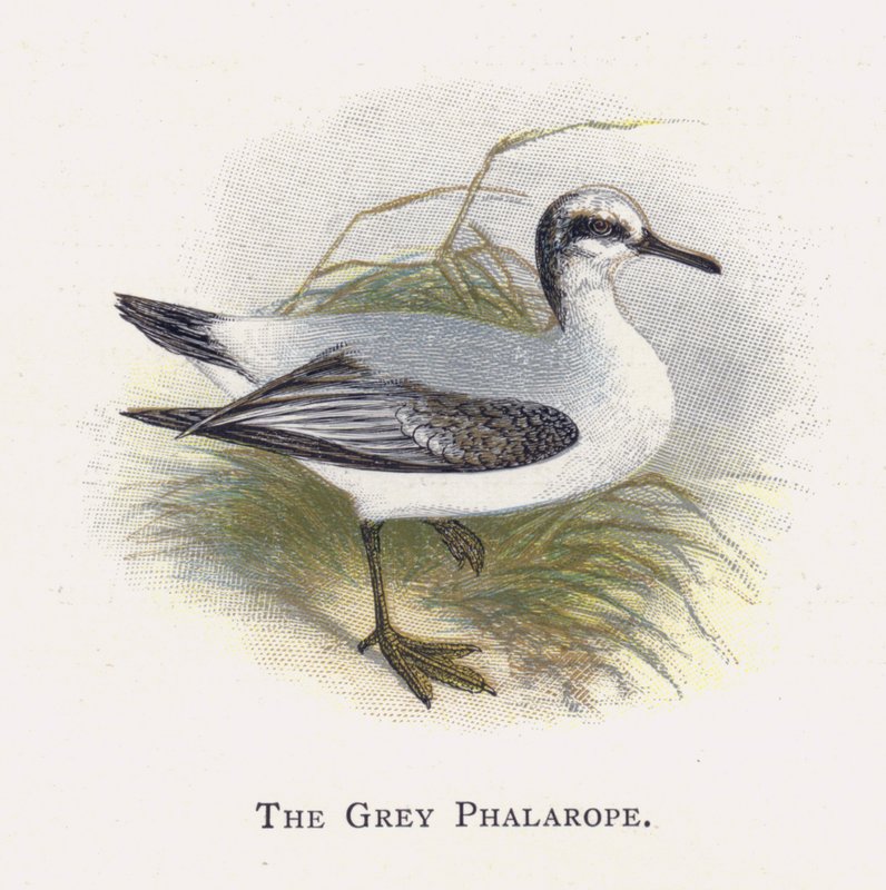 Den grå Phalarope af Alexander Francis Lydon