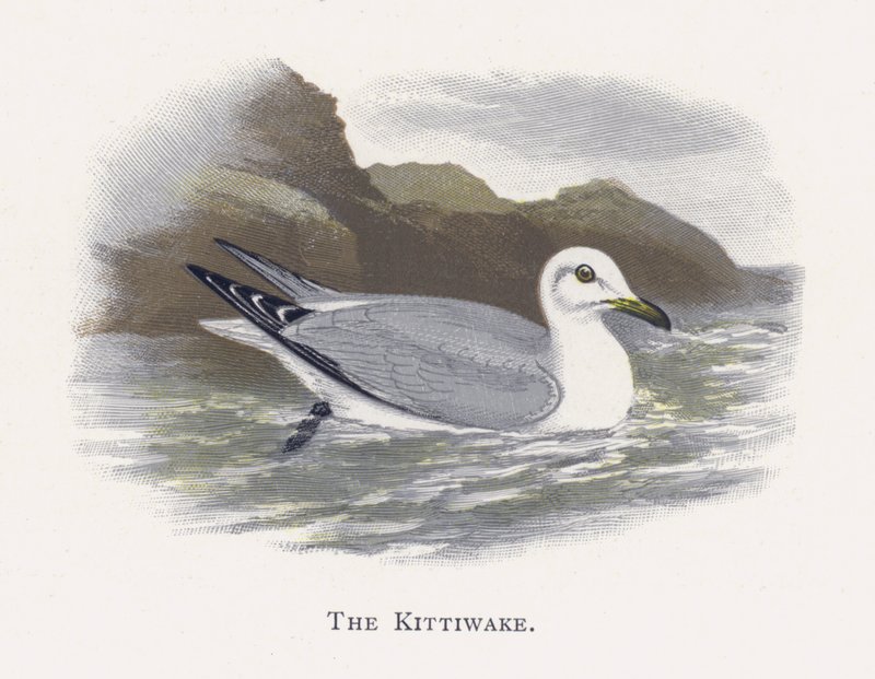 Kittiwake af Alexander Francis Lydon