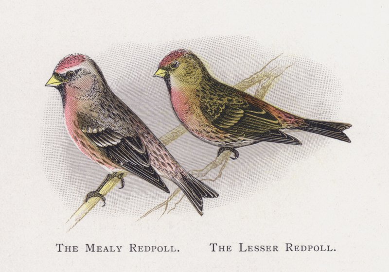 Den Mealy Red Poll, The Lesser Red Poll af Alexander Francis Lydon