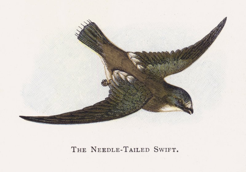 Den nålehalede Swift af Alexander Francis Lydon