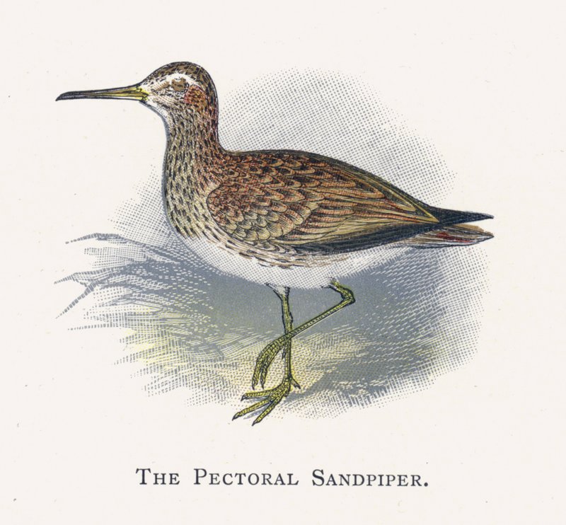 Pectoral Sandpiper af Alexander Francis Lydon