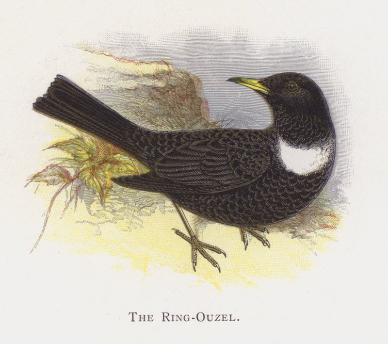 Ring-Ouzel af Alexander Francis Lydon