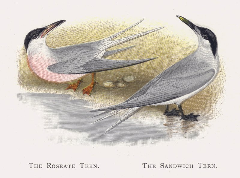 Roseatternen, Sandwichternen af Alexander Francis Lydon