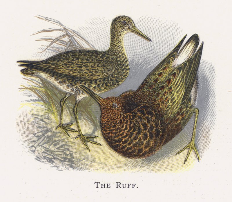 The Ruff af Alexander Francis Lydon