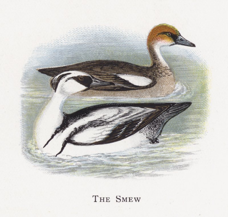 Smew af Alexander Francis Lydon